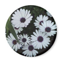 African Daisies Refrigerator Magnet