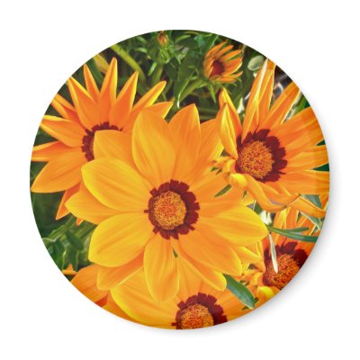 African Daisies Magnet by CarolsCamera