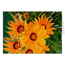 African Daisies Note Card