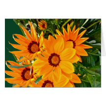 African Daisies Note Card