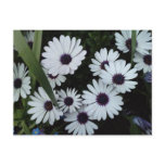 African Daisies Post Cards