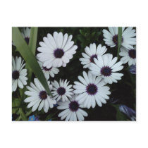 African Daisies Post Cards
