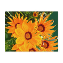 African Daisies Postcard