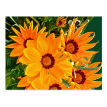 African Daisies Postcard