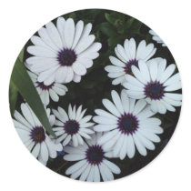 African Daisies Round Sticker