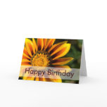 African Daisy • Birthday Card