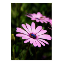 African Daisy