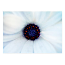African daisy