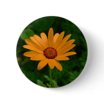 African Daisy