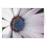African Daisy Card