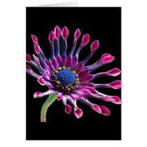 African Daisy