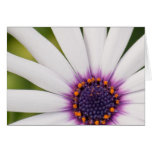 African Daisy