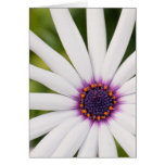 African Daisy