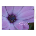 African Daisy Card