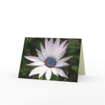African Daisy Card