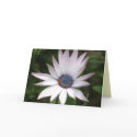 African Daisy Card