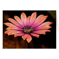 African Daisy Greeting Cards