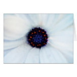 African daisy cards