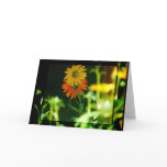AFRICAN DAISY- CARD