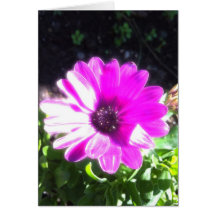 African Daisy card