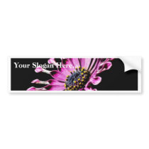 African Daisy Flower Bumper Stickers