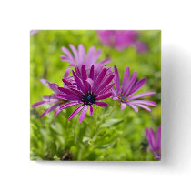African Daisy Flower Button