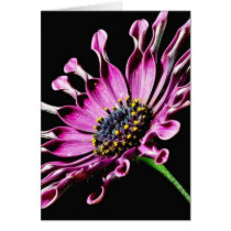 African Daisy Flower Card