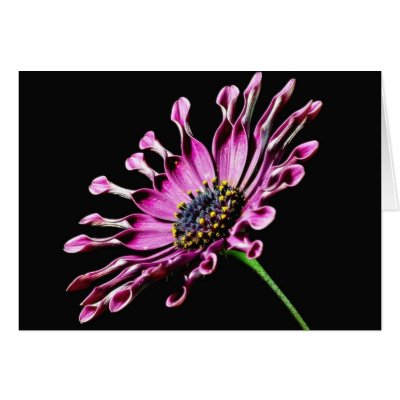 African Daisy Flower Greeting Cards by lifesphere