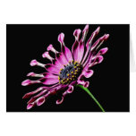 African Daisy Flower cards