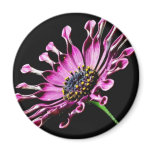 African Daisy Flower magnets