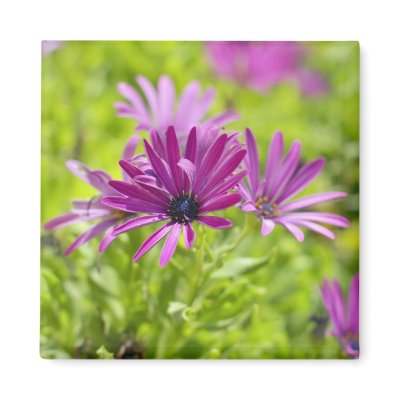 African Daisy Flower Magnet by PhotosVac