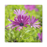 African Daisy Flower Magnet