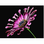 African Daisy Flower Acrylic Cut Outs