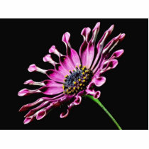 African Daisy Flower Acrylic Cut Outs