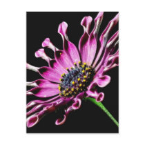 African Daisy Flower Post Cards