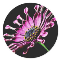African Daisy Flower Sticker