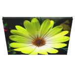 African Daisy Fluorescent Yellow Canvas Print