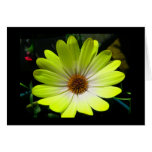 African Daisy Fluorescent Yellow Greeting Card