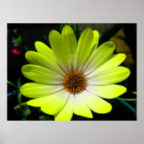 African Daisy Fluorescent Yellow Print