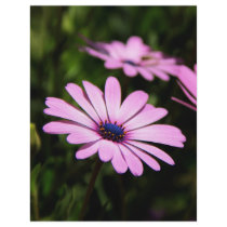 African Daisy