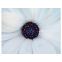 African daisy