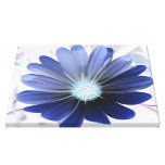 African Daisy Glowing Blue Canvas Print