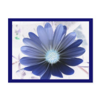 African Daisy Glowing Blue Postcard
