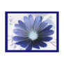 African Daisy Glowing Blue Postcard