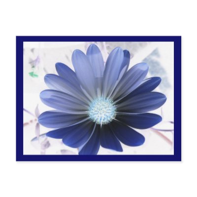 African Daisy Glowing Blue Postcard by Fallen_Angel_483