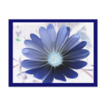 African Daisy Glowing Blue Postcard
