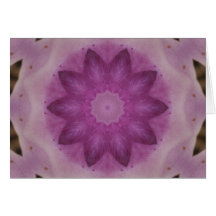 African Daisy Greeting Cards