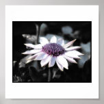 African Daisy Half Black & White Print