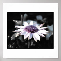 African Daisy Half Black & White Print