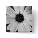African Daisy in Black and White